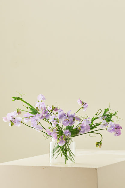 Ærteblomst 'Spring Sunshine Lilac' - frø - 1-årige sommerblomster - til din skærehave her vist på billede 5 fra Frk. Grønt