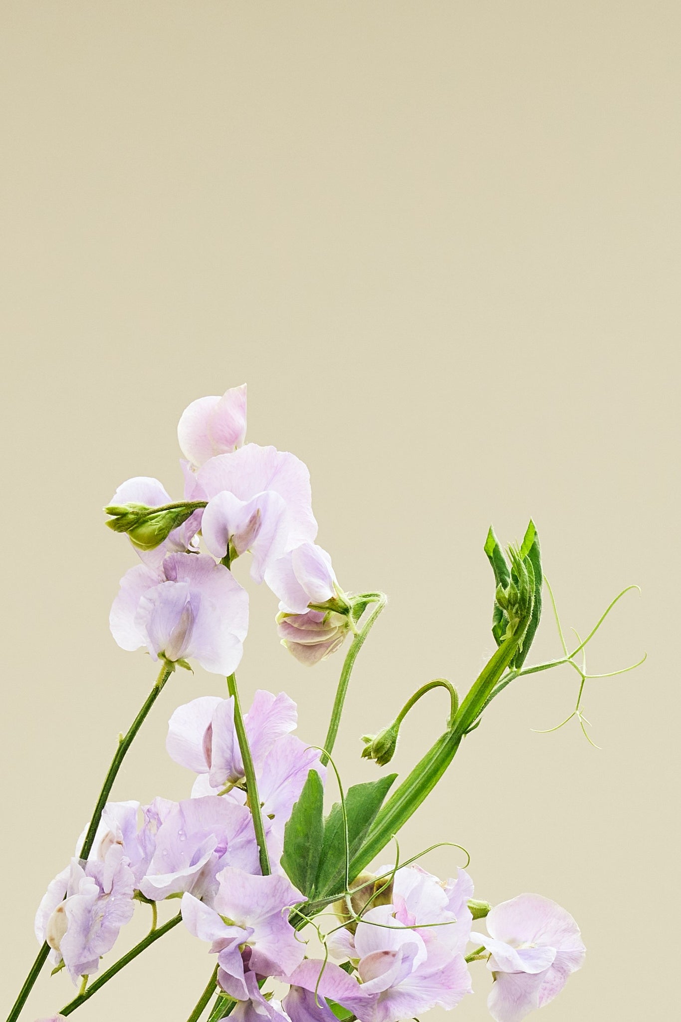 Ærteblomst 'Spring Sunshine Lilac' - frø - 1-årige sommerblomster - til din skærehave her vist på billede 6 fra Frk. Grønt