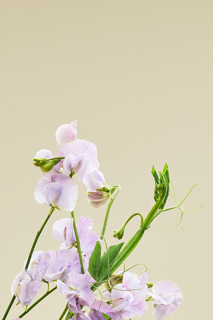 Ærteblomst 'Spring Sunshine Lilac' - frø - 1-årige sommerblomster - til din skærehave her vist på billede 6 fra Frk. Grønt