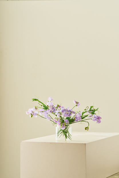Ærteblomst 'Spring Sunshine Lilac' - frø - 1-årige sommerblomster - til din skærehave her vist på billede 7 fra Frk. Grønt