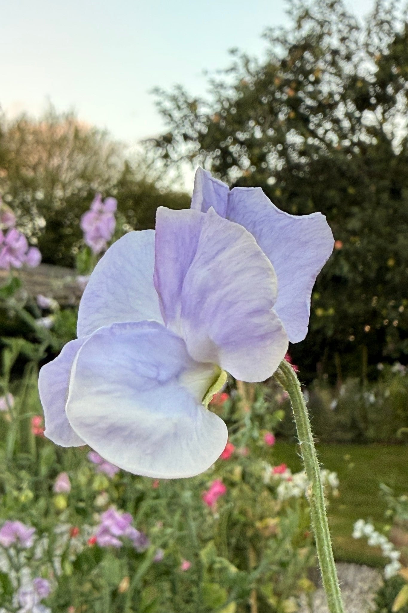 Ærteblomst 'Spring Sunshine Lilac' - frø - 1-årige sommerblomster - til din skærehave her vist på billede 8 fra Frk. Grønt