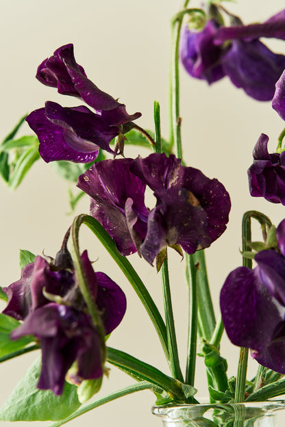 Ærteblomst 'Winter Sunshine Navy' - frø - 1-årige sommerblomster - til din skærehave her vist på billede 1 fra Frk. Grønt