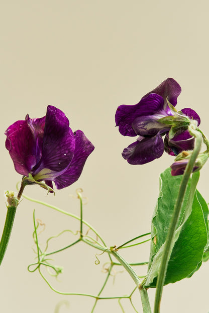 Ærteblomst 'Winter Sunshine Navy' - frø - 1-årige sommerblomster - til din skærehave her vist på billede 2 fra Frk. Grønt