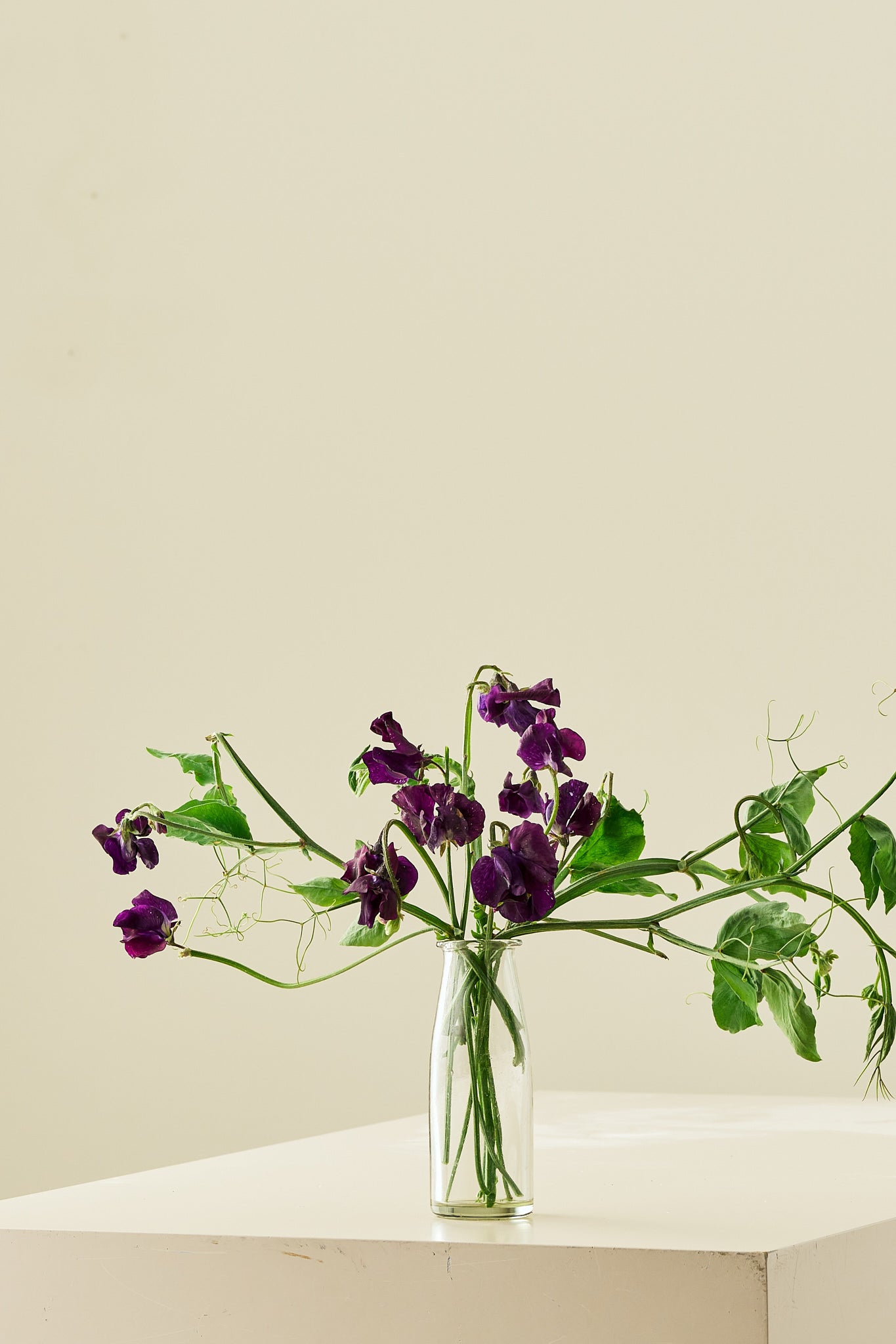 Ærteblomst 'Winter Sunshine Navy' - frø - 1-årige sommerblomster - til din skærehave her vist på billede 3 fra Frk. Grønt