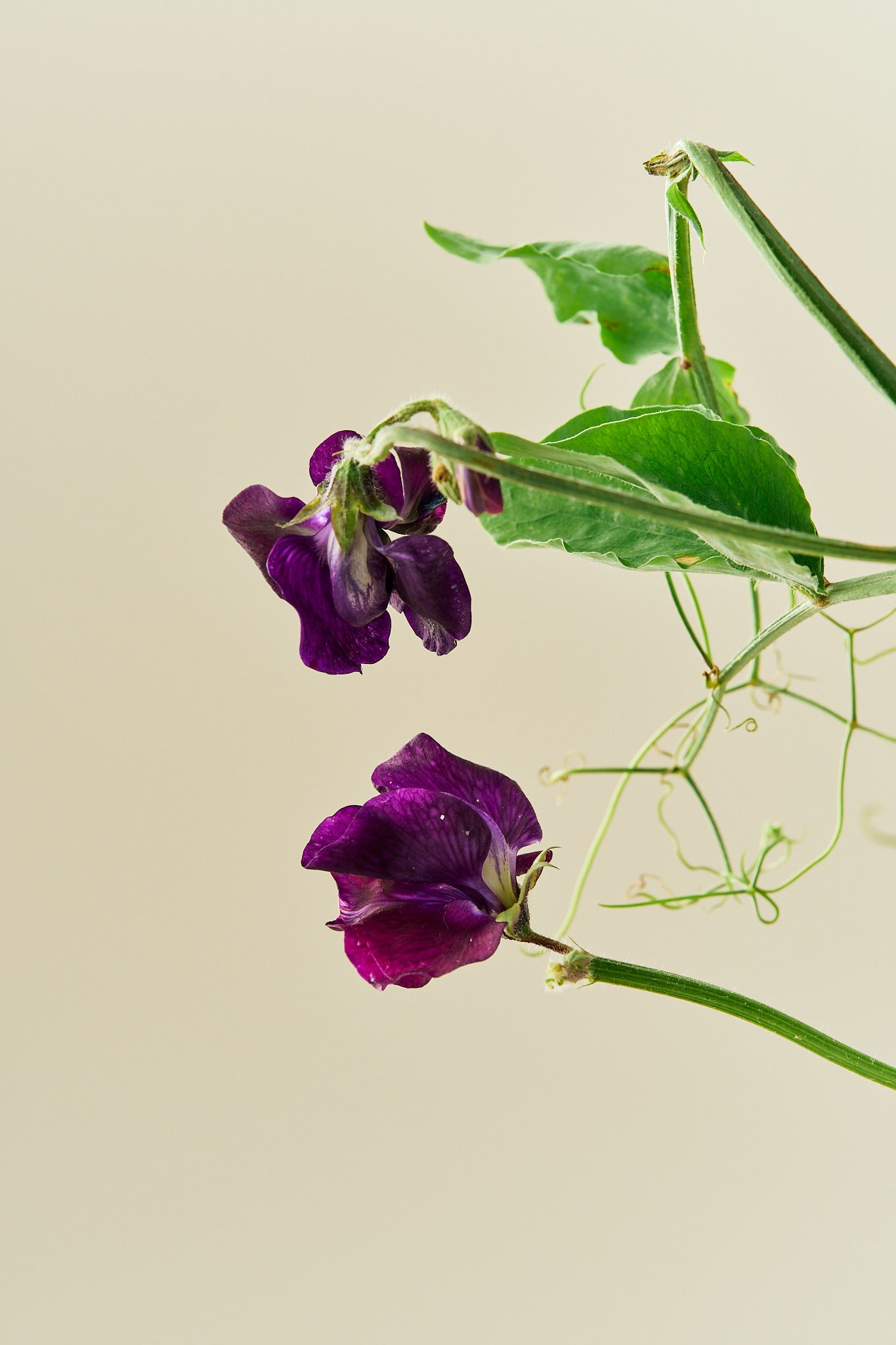 Ærteblomst 'Winter Sunshine Navy' - frø - 1-årige sommerblomster - til din skærehave her vist på billede 4 fra Frk. Grønt