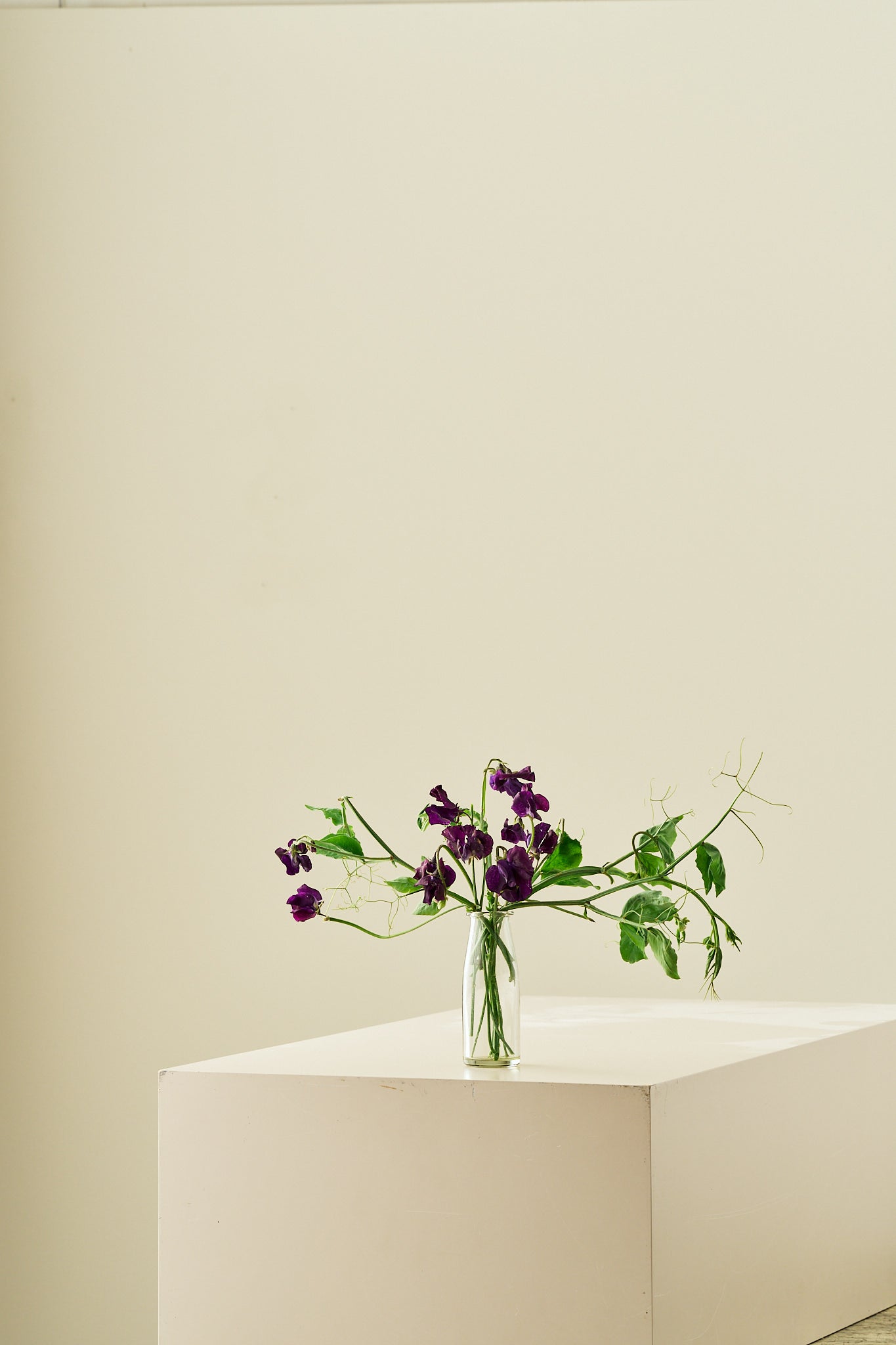 Ærteblomst 'Winter Sunshine Navy' - frø - 1-årige sommerblomster - til din skærehave her vist på billede 5 fra Frk. Grønt