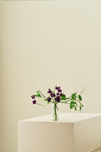 Ærteblomst 'Winter Sunshine Navy' - frø - 1-årige sommerblomster - til din skærehave her vist på billede 5 fra Frk. Grønt
