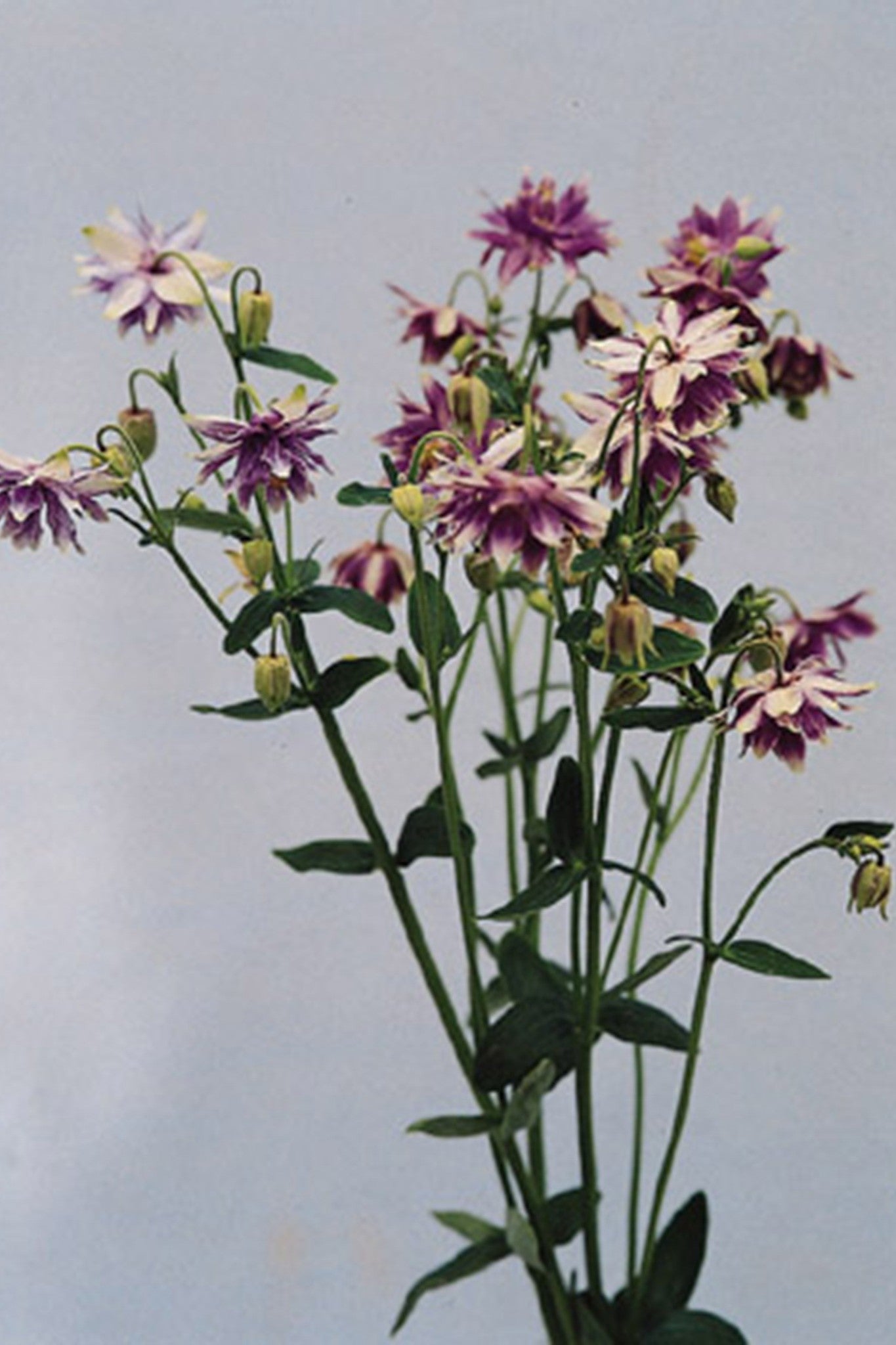 Akeleje ‘Purple Barlow’