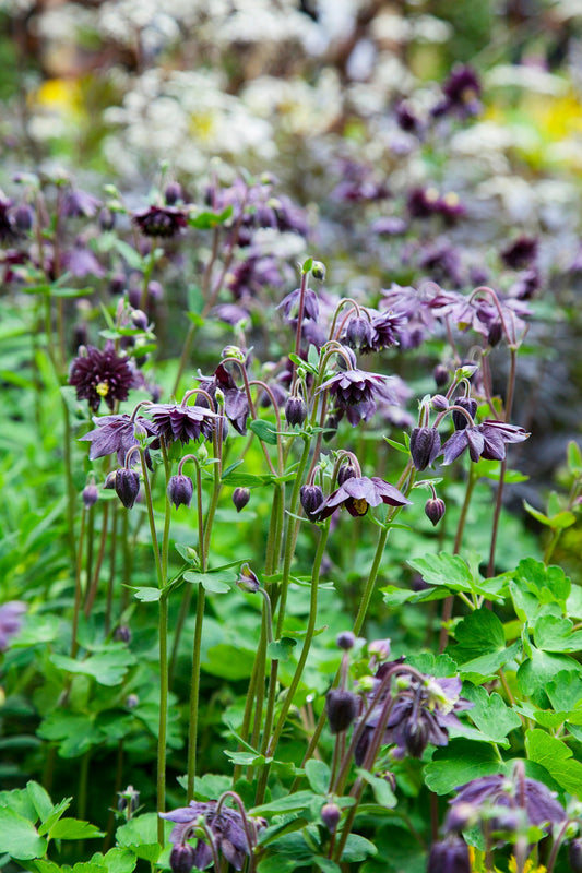 Akeleje 'Black Barlow' - frø - Stauder - til din skærehave her vist på billede 1 fra Frk. Grønt