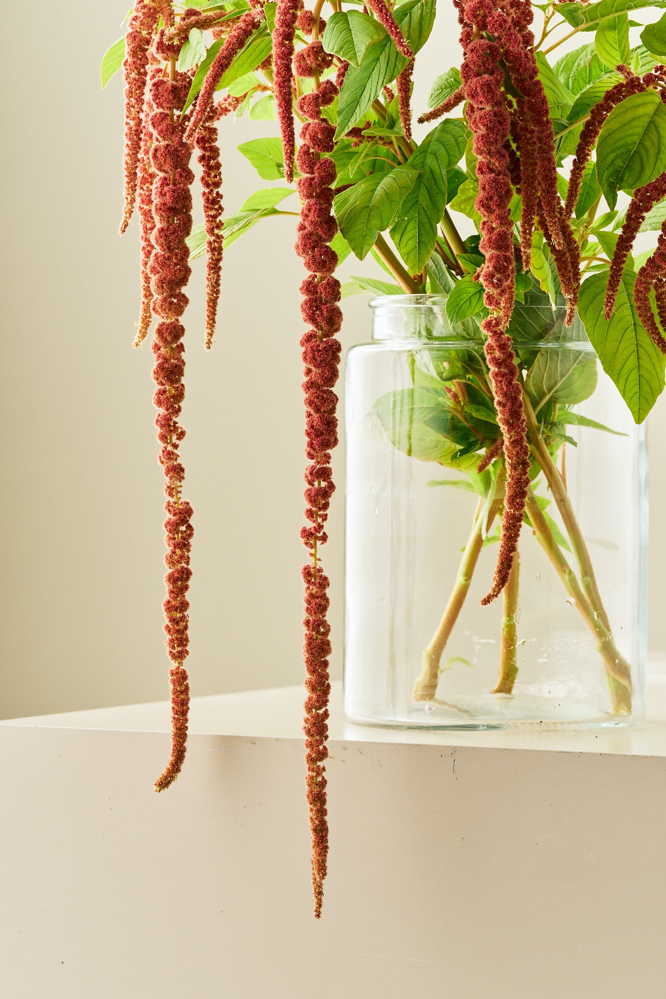 Amarant/Rævehale 'Coral Fountain' - frø - 1-årige sommerblomster - til din skærehave her vist på billede 1 fra Frk. Grønt