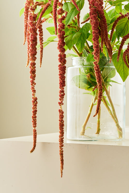Amarant/Rævehale 'Coral Fountain' - frø - 1-årige sommerblomster - til din skærehave her vist på billede 1 fra Frk. Grønt