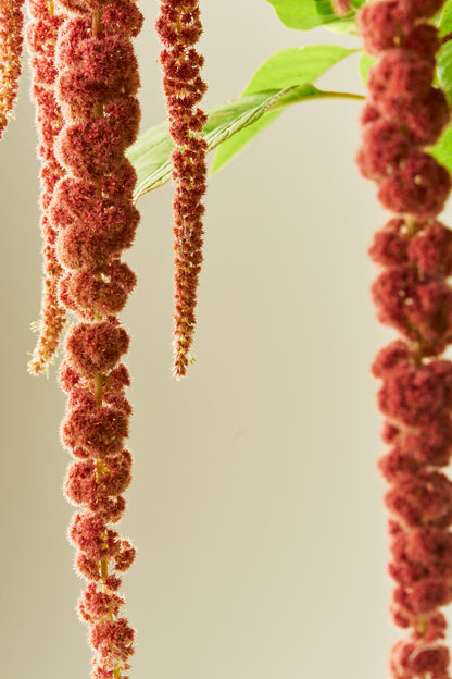 Amarant/Rævehale 'Coral Fountain' - frø - 1-årige sommerblomster - til din skærehave her vist på billede 2 fra Frk. Grønt