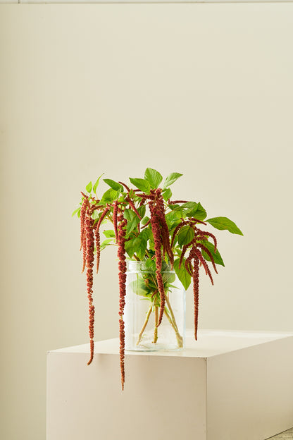 Amarant/Rævehale 'Coral Fountain' - frø - 1-årige sommerblomster - til din skærehave her vist på billede 3 fra Frk. Grønt