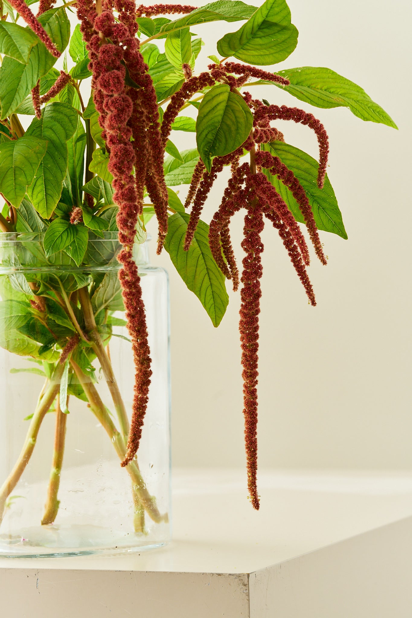 Amarant/Rævehale 'Coral Fountain' - frø - 1-årige sommerblomster - til din skærehave her vist på billede 4 fra Frk. Grønt