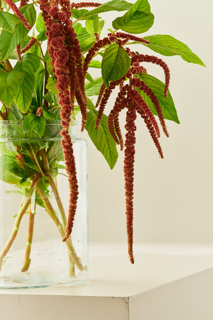 Amarant/Rævehale 'Coral Fountain' - frø - 1-årige sommerblomster - til din skærehave her vist på billede 4 fra Frk. Grønt