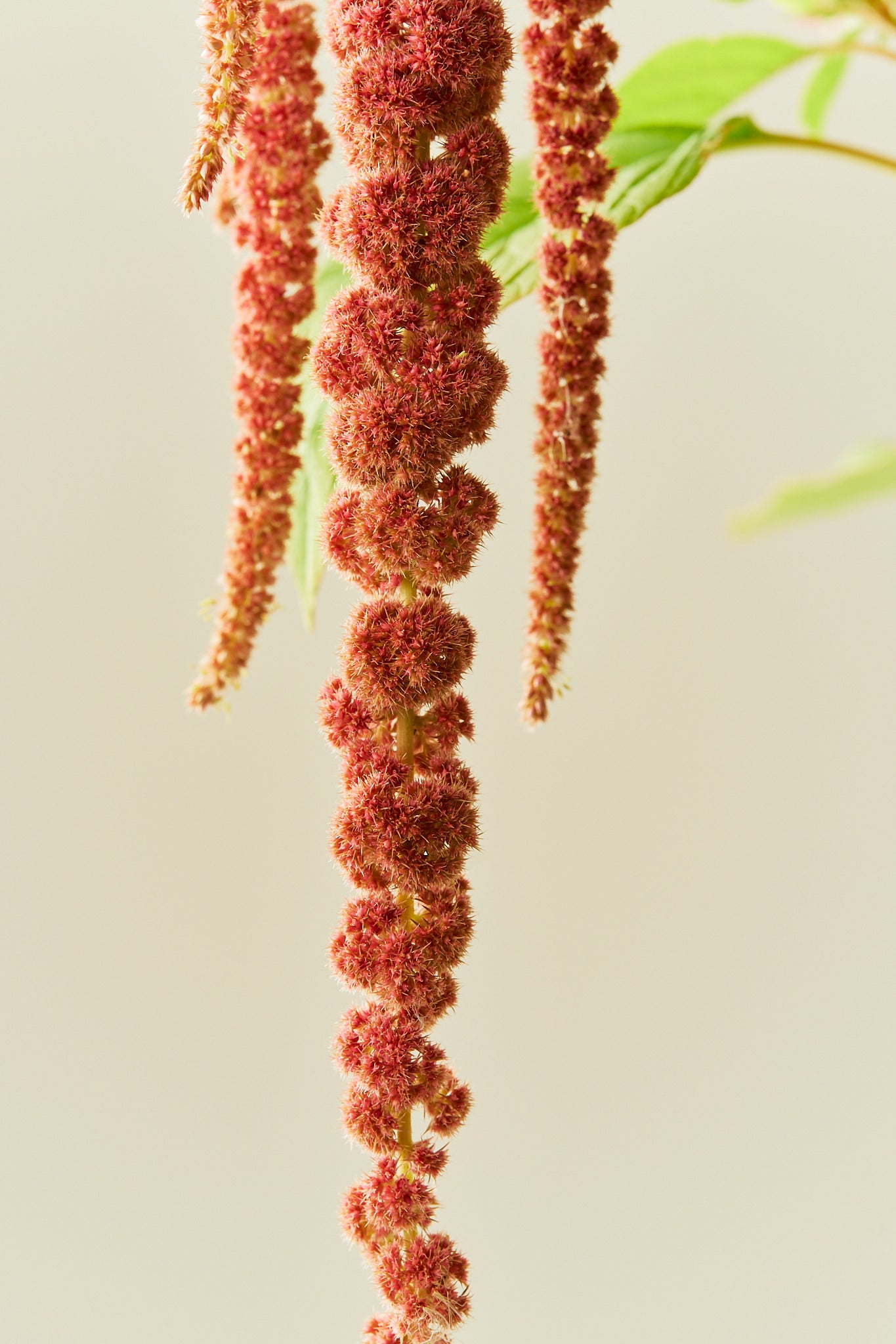 Amarant/Rævehale 'Coral Fountain' - frø - 1-årige sommerblomster - til din skærehave her vist på billede 5 fra Frk. Grønt