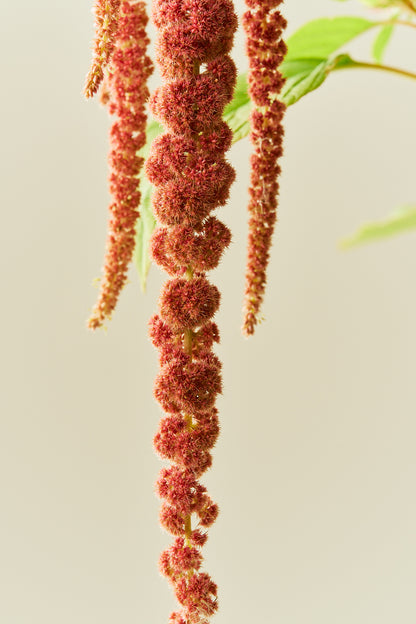 Amarant/Rævehale 'Coral Fountain' - frø - 1-årige sommerblomster - til din skærehave her vist på billede 5 fra Frk. Grønt
