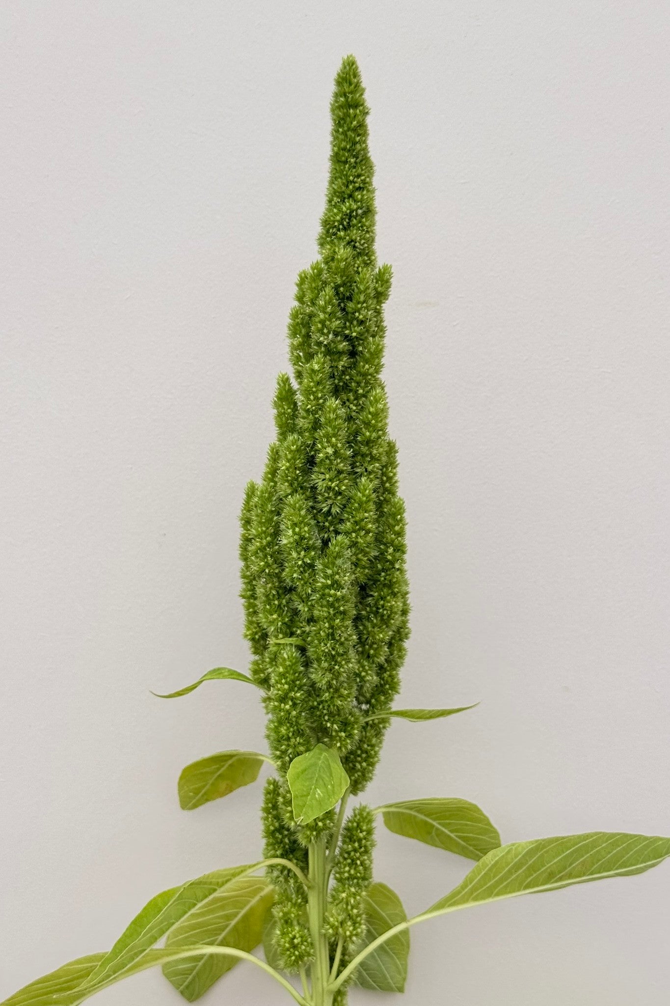 Amarant/Rævehale 'Green Thumb' - frø - 1-årige sommerblomster - til din skærehave her vist på billede 1 fra Frk. Grønt