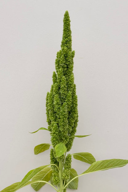 Amarant/Rævehale 'Green Thumb' - frø - 1-årige sommerblomster - til din skærehave her vist på billede 1 fra Frk. Grønt