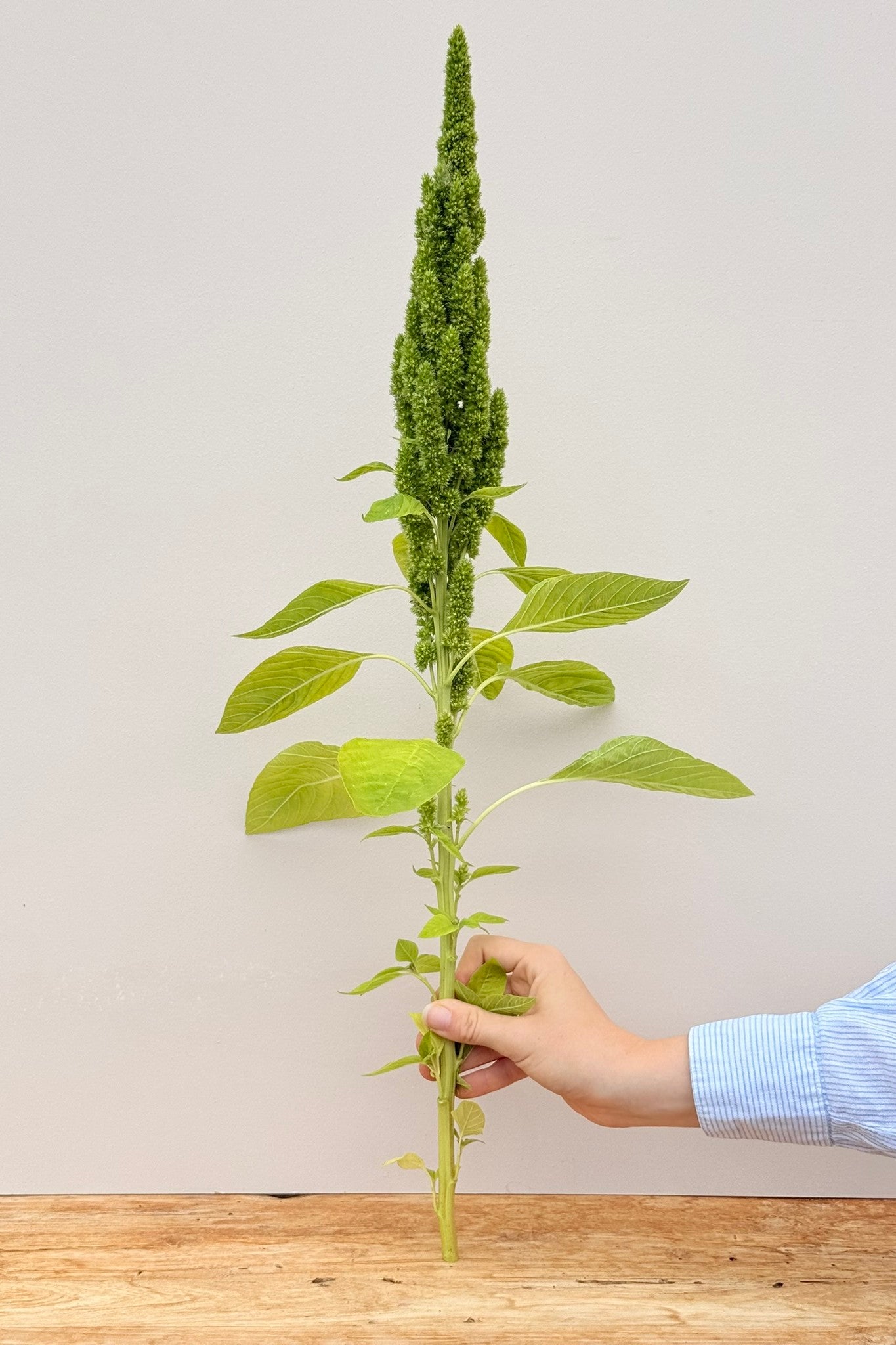 Amarant/Rævehale 'Green Thumb' - frø - 1-årige sommerblomster - til din skærehave her vist på billede 2 fra Frk. Grønt