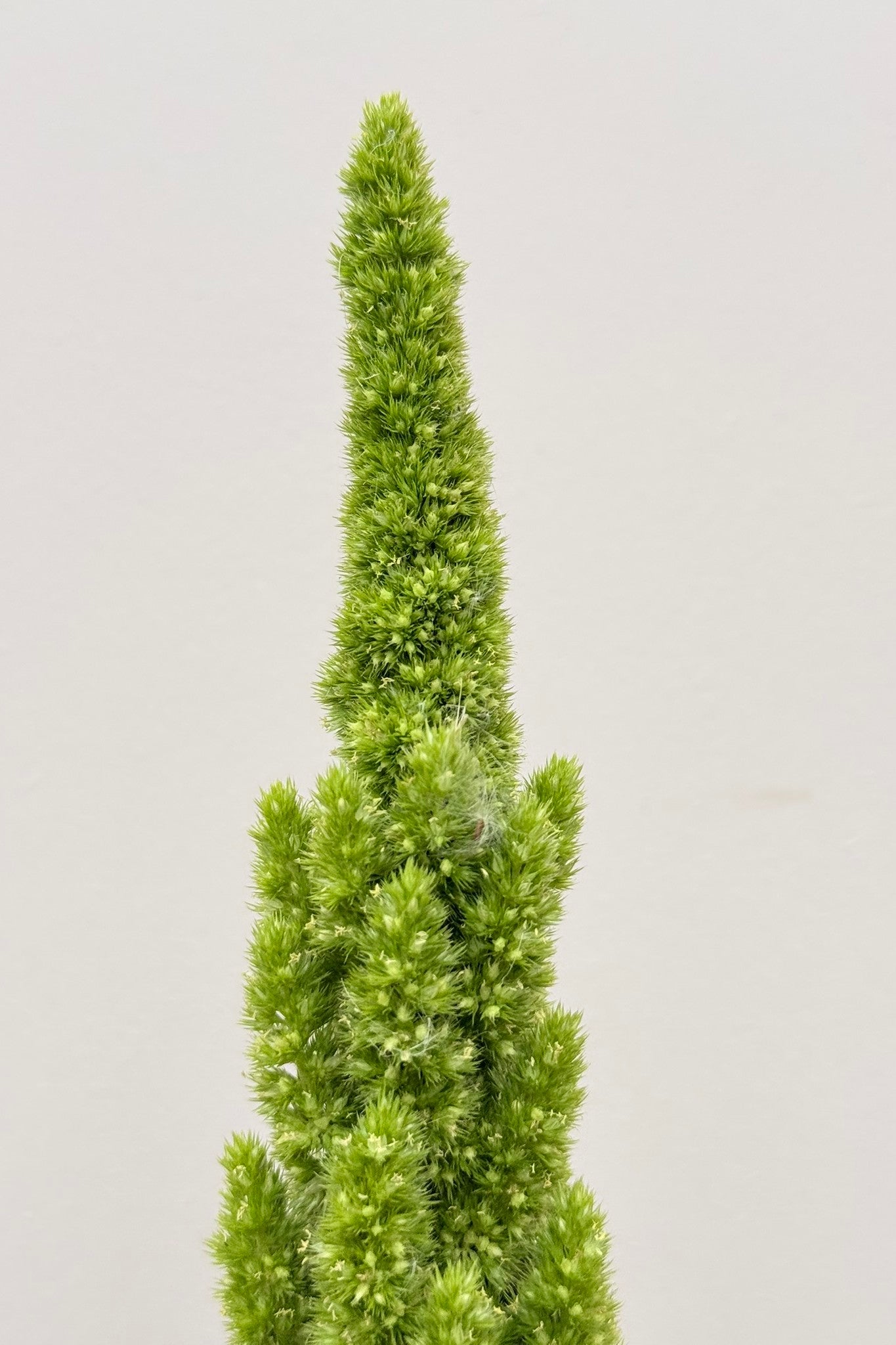 Amarant/Rævehale 'Green Thumb' - frø - 1-årige sommerblomster - til din skærehave her vist på billede 3 fra Frk. Grønt