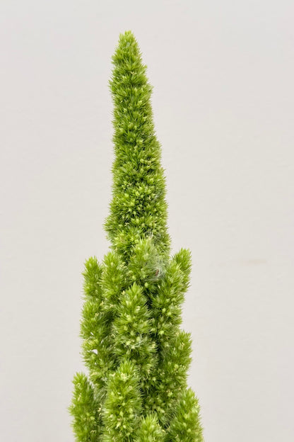 Amarant/Rævehale 'Green Thumb' - frø - 1-årige sommerblomster - til din skærehave her vist på billede 3 fra Frk. Grønt