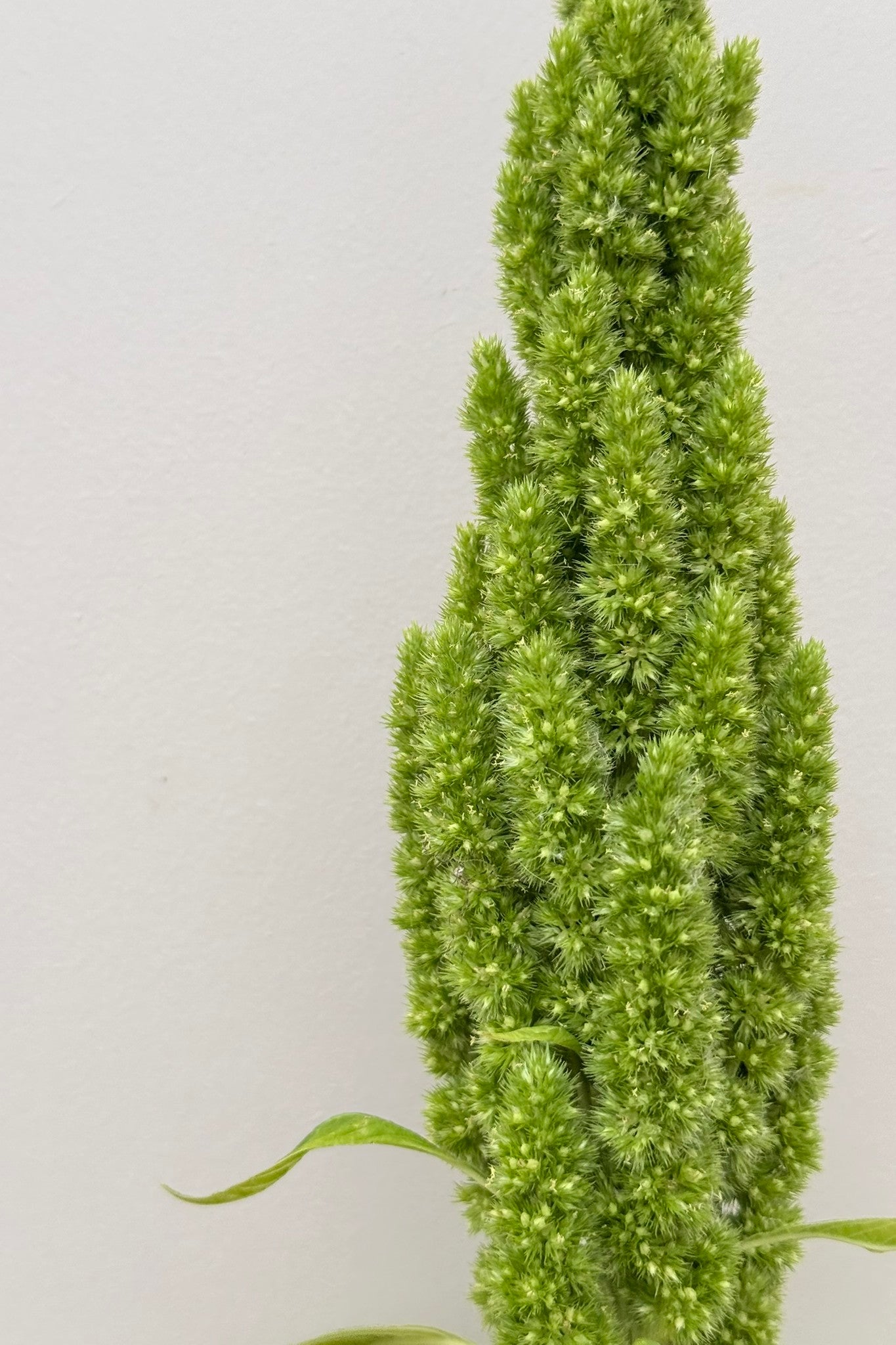 Amarant/Rævehale 'Green Thumb' - frø - 1-årige sommerblomster - til din skærehave her vist på billede 4 fra Frk. Grønt