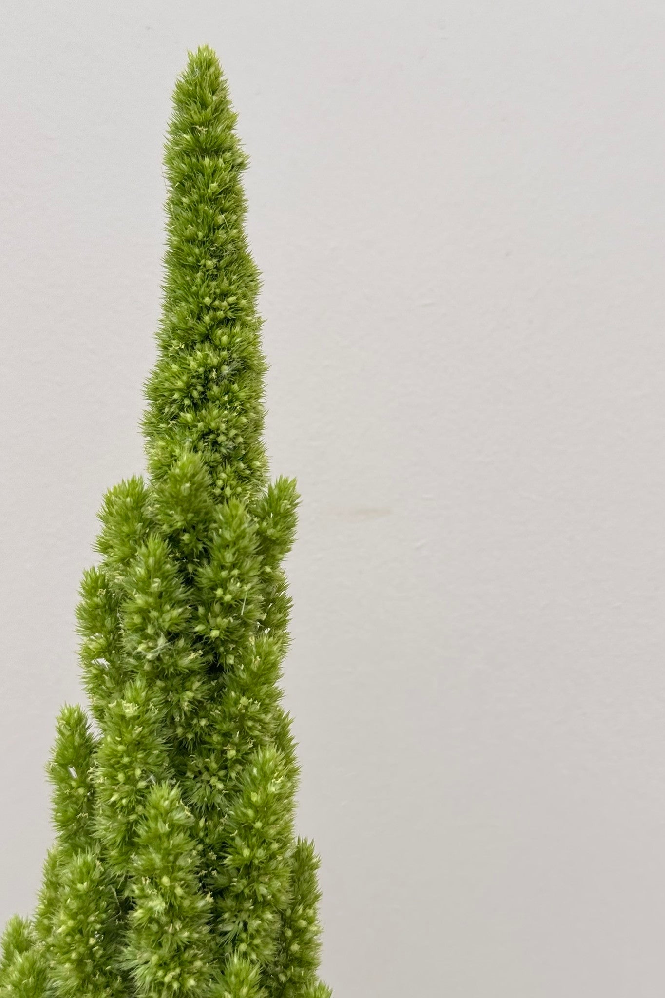 Amarant/Rævehale 'Green Thumb' - frø - 1-årige sommerblomster - til din skærehave her vist på billede 5 fra Frk. Grønt