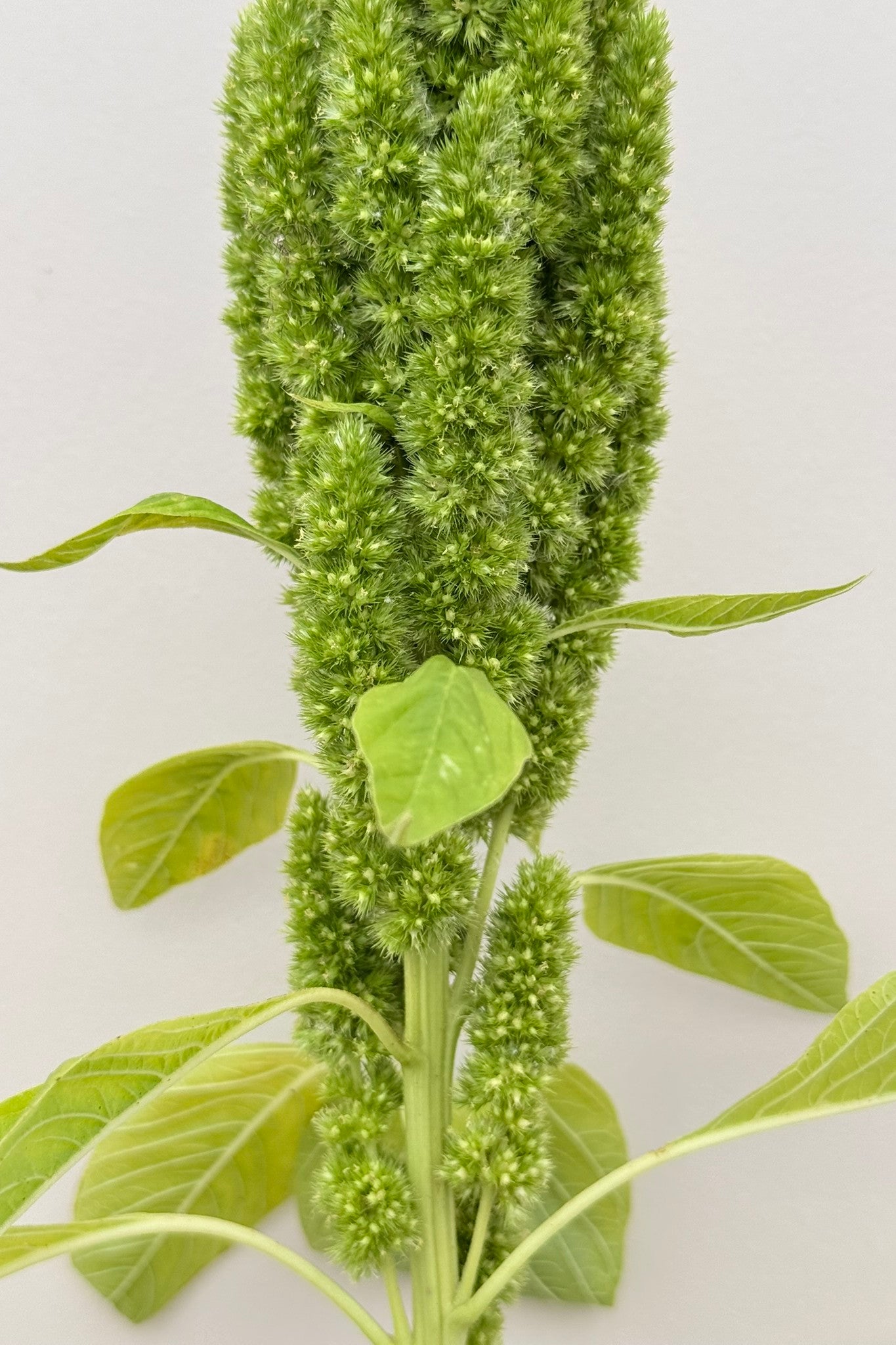 Amarant/Rævehale 'Green Thumb' - frø - 1-årige sommerblomster - til din skærehave her vist på billede 6 fra Frk. Grønt