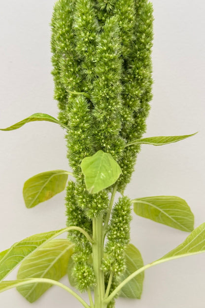 Amarant/Rævehale 'Green Thumb' - frø - 1-årige sommerblomster - til din skærehave her vist på billede 6 fra Frk. Grønt