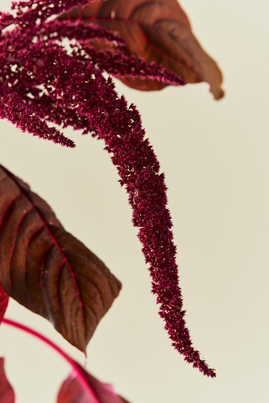 Amarant/Rævehale 'Velvet Curtains' - frø - 1-årige sommerblomster - til din skærehave her vist på billede 2 fra Frk. Grønt