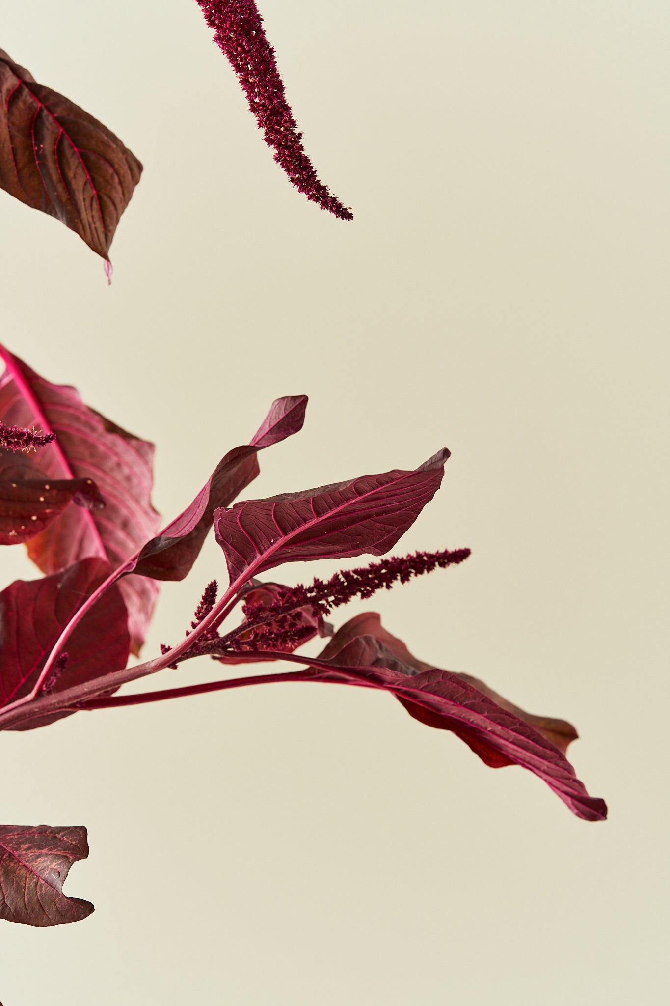 Amarant/Rævehale 'Velvet Curtains' - frø - 1-årige sommerblomster - til din skærehave her vist på billede 4 fra Frk. Grønt