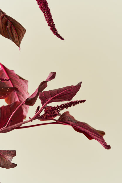 Amarant/Rævehale 'Velvet Curtains' - frø - 1-årige sommerblomster - til din skærehave her vist på billede 4 fra Frk. Grønt
