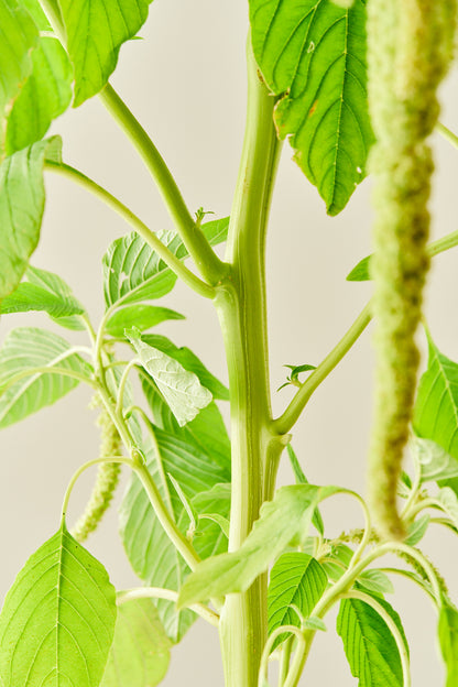 Amarant/Rævehale 'Viridis Green' - frø - 1-årige sommerblomster - til din skærehave her vist på billede 2 fra Frk. Grønt