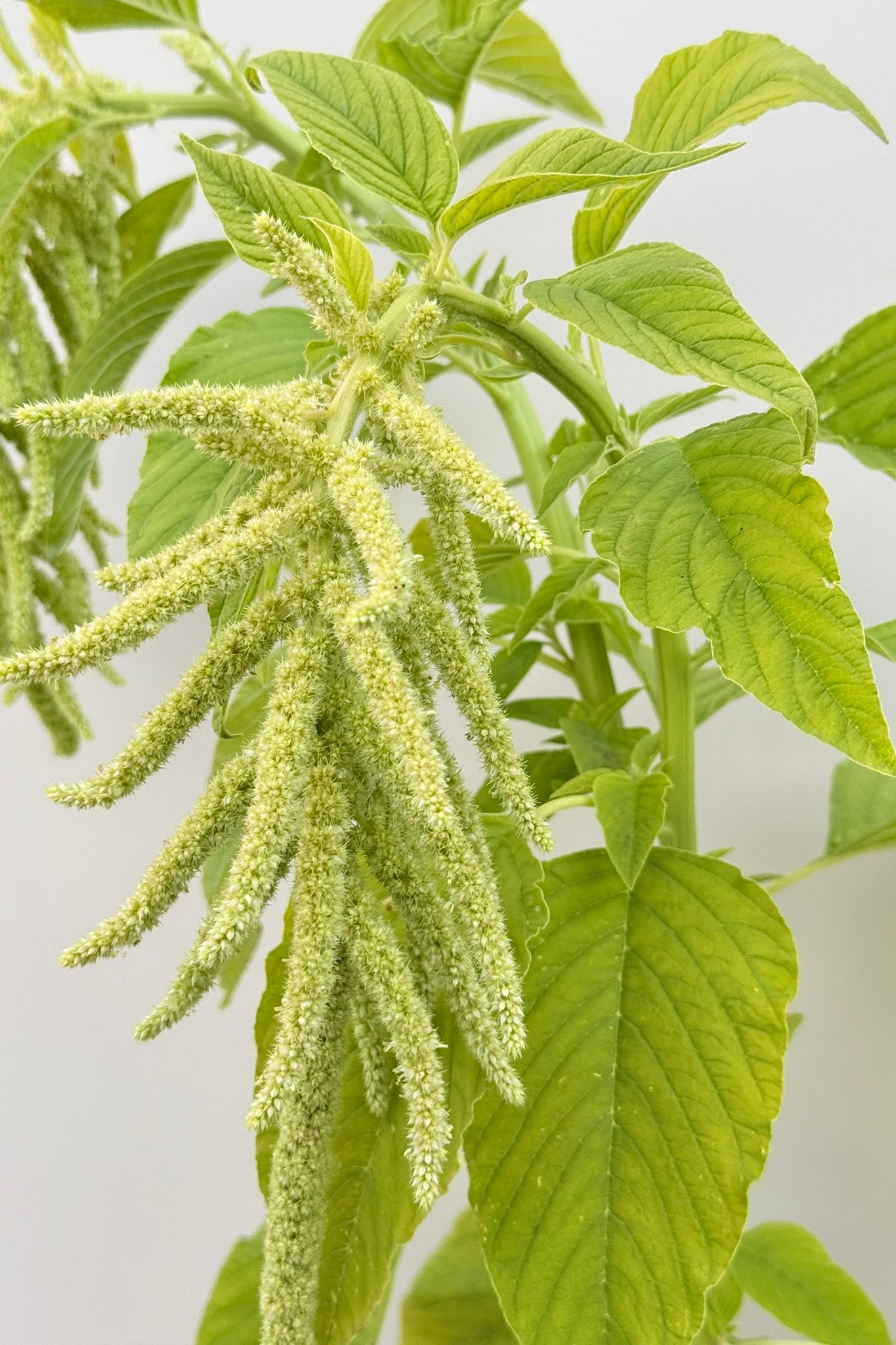 Amarant/Rævehale 'Viridis Green' - frø - 1-årige sommerblomster - til din skærehave her vist på billede 3 fra Frk. Grønt