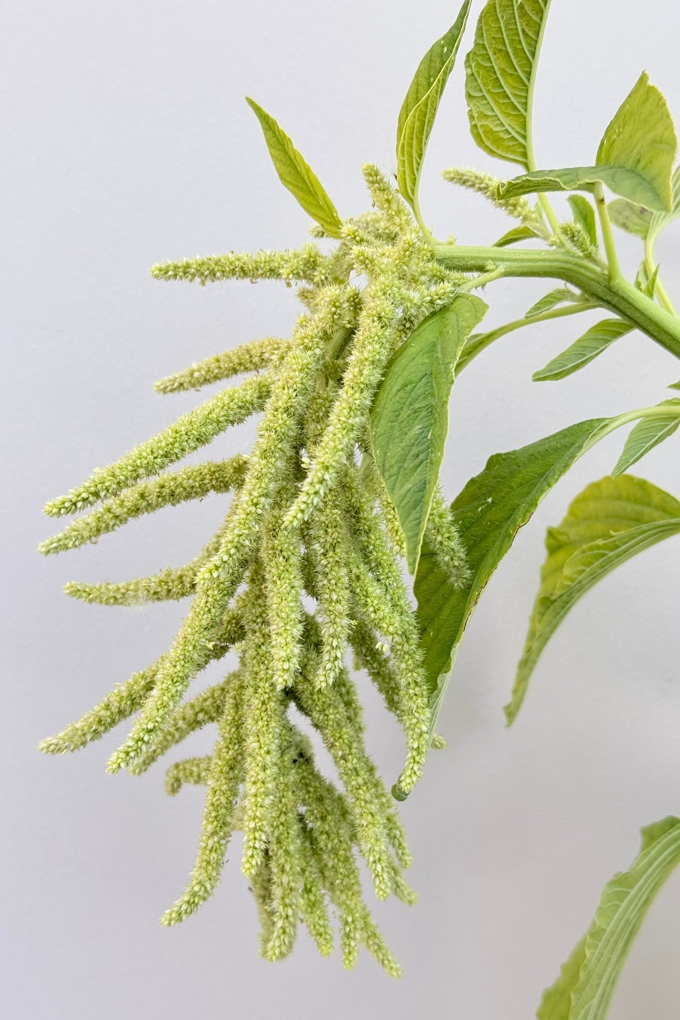 Amarant/Rævehale 'Viridis Green' - frø - 1-årige sommerblomster - til din skærehave her vist på billede 4 fra Frk. Grønt