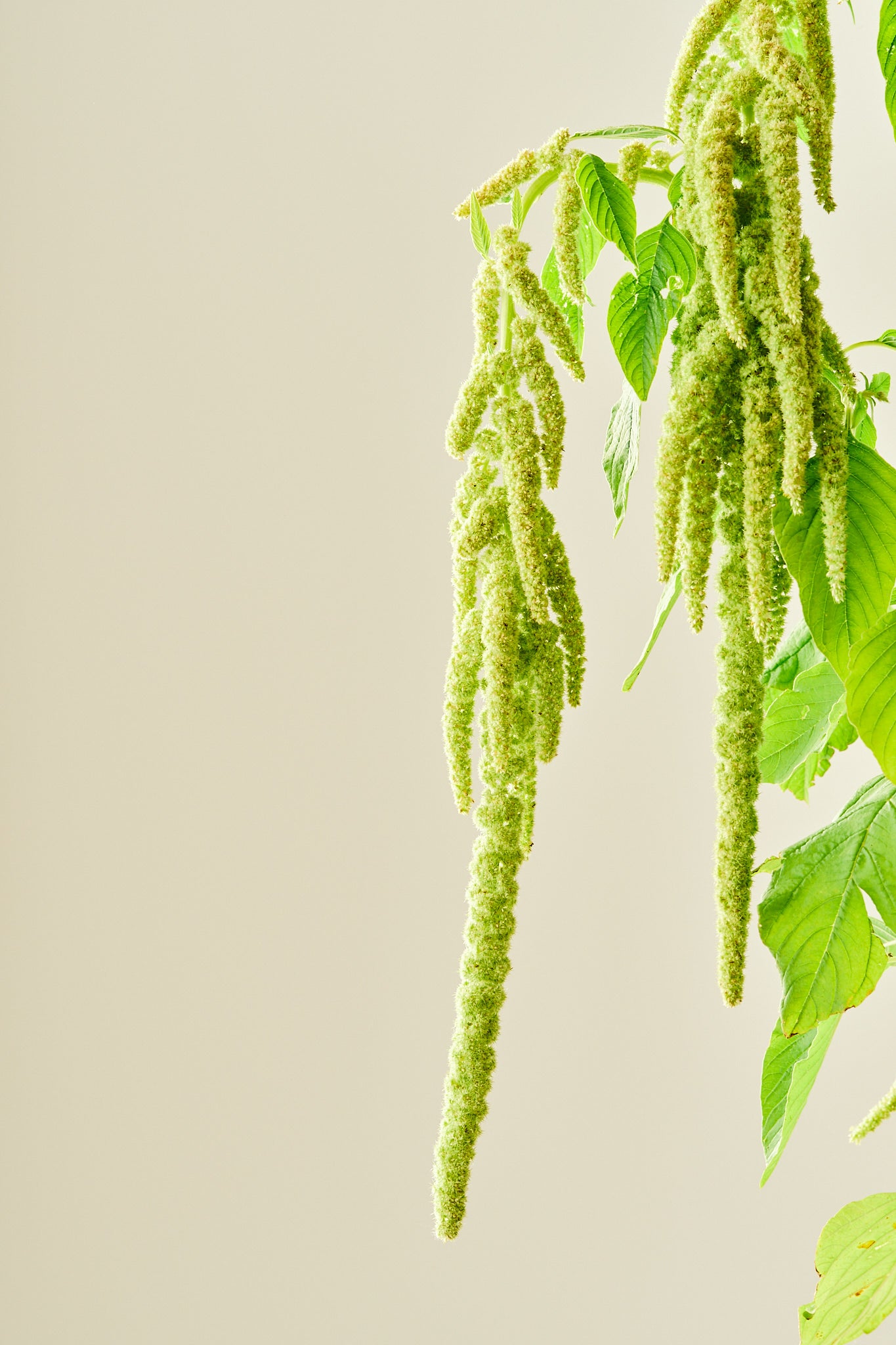 Amarant/Rævehale 'Viridis Green' - frø - 1-årige sommerblomster - til din skærehave her vist på billede 5 fra Frk. Grønt