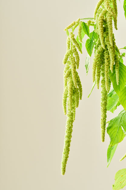 Amarant/Rævehale 'Viridis Green' - frø - 1-årige sommerblomster - til din skærehave her vist på billede 5 fra Frk. Grønt