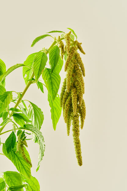 Amarant/Rævehale 'Viridis Green' - frø - 1-årige sommerblomster - til din skærehave her vist på billede 6 fra Frk. Grønt