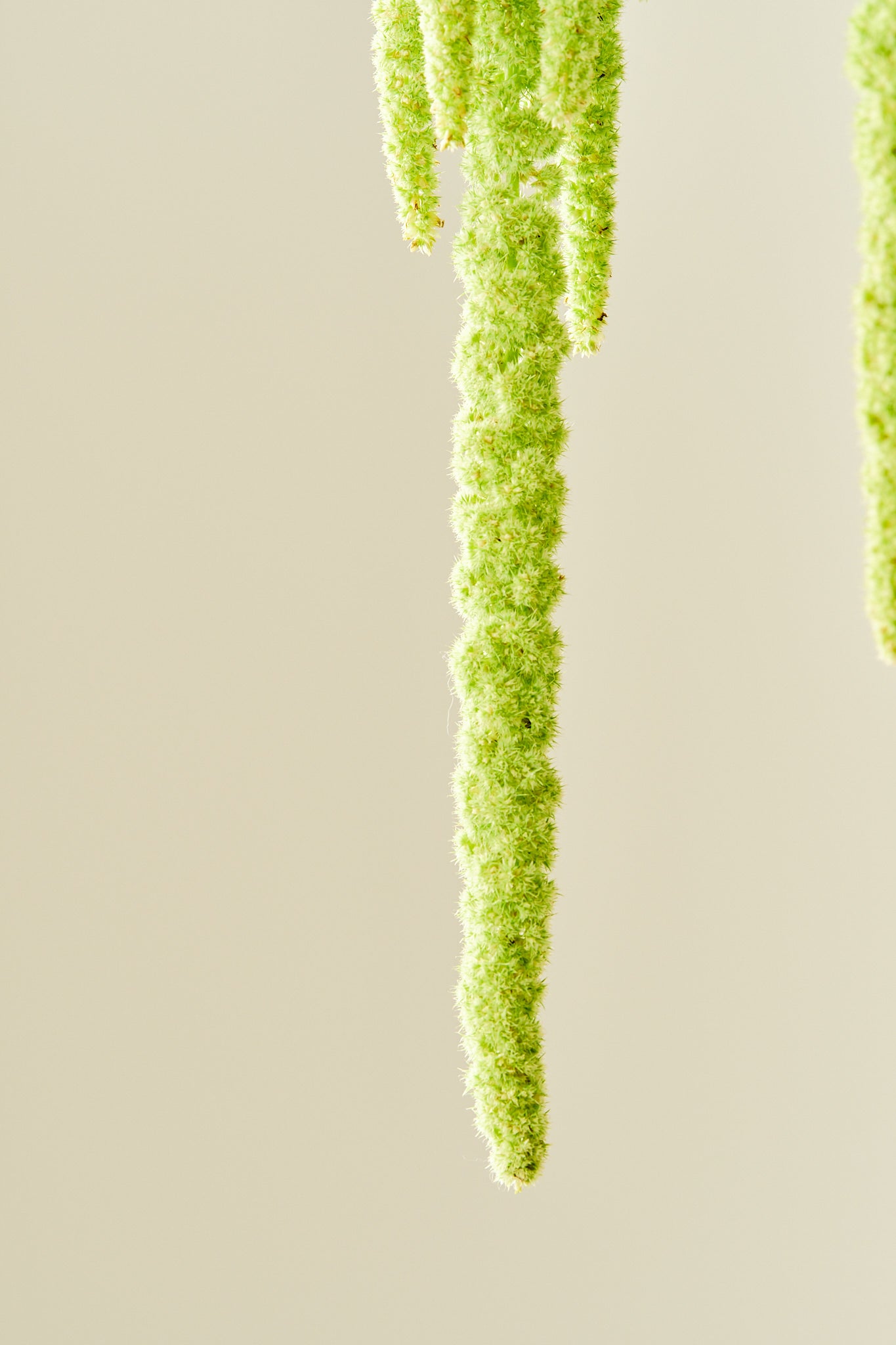 Amarant/Rævehale 'Viridis Green' - frø - 1-årige sommerblomster - til din skærehave her vist på billede 7 fra Frk. Grønt