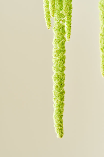 Amarant/Rævehale 'Viridis Green' - frø - 1-årige sommerblomster - til din skærehave her vist på billede 7 fra Frk. Grønt