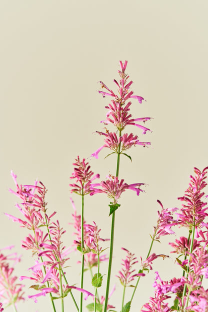 Anisisop 'Heather Queen' - frø - Stauder - til din skærehave her vist på billede 1 fra Frk. Grønt