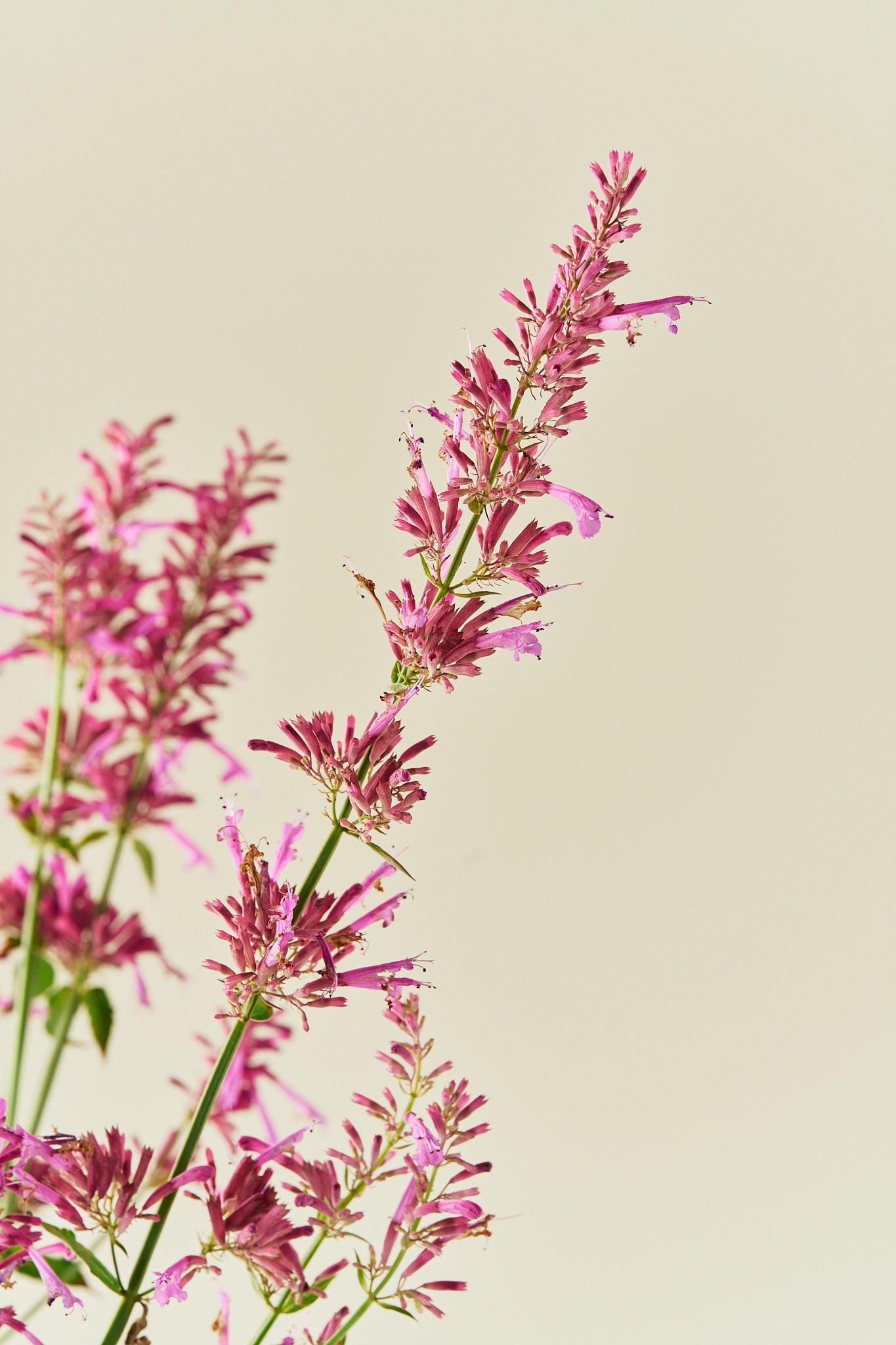Anisisop 'Heather Queen' - frø - Stauder - til din skærehave her vist på billede 2 fra Frk. Grønt