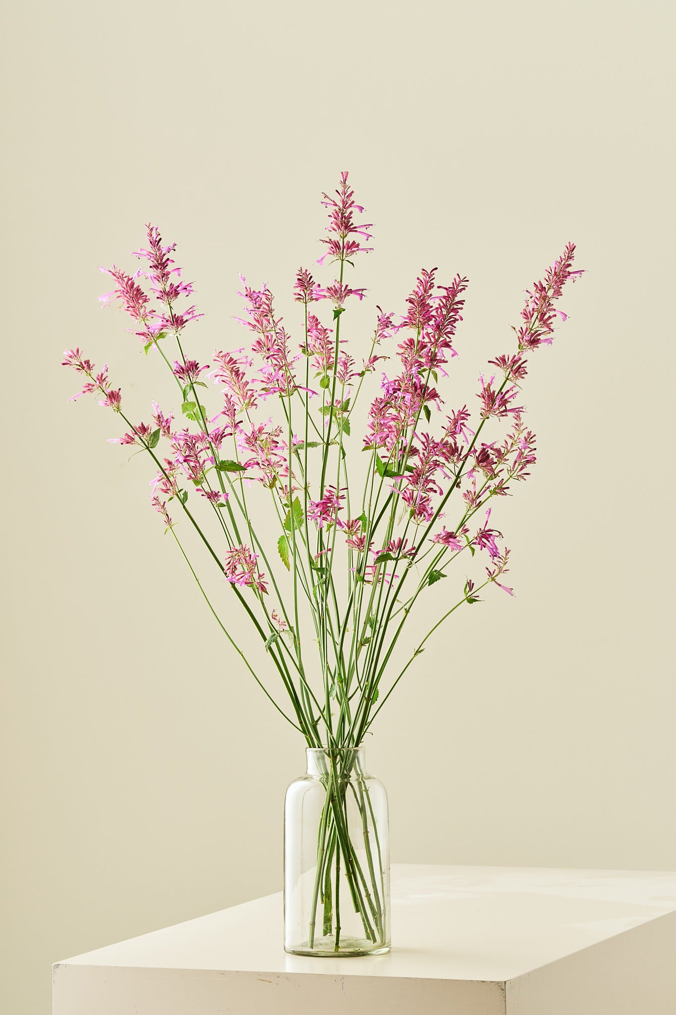 Anisisop 'Heather Queen' - frø - Stauder - til din skærehave her vist på billede 3 fra Frk. Grønt