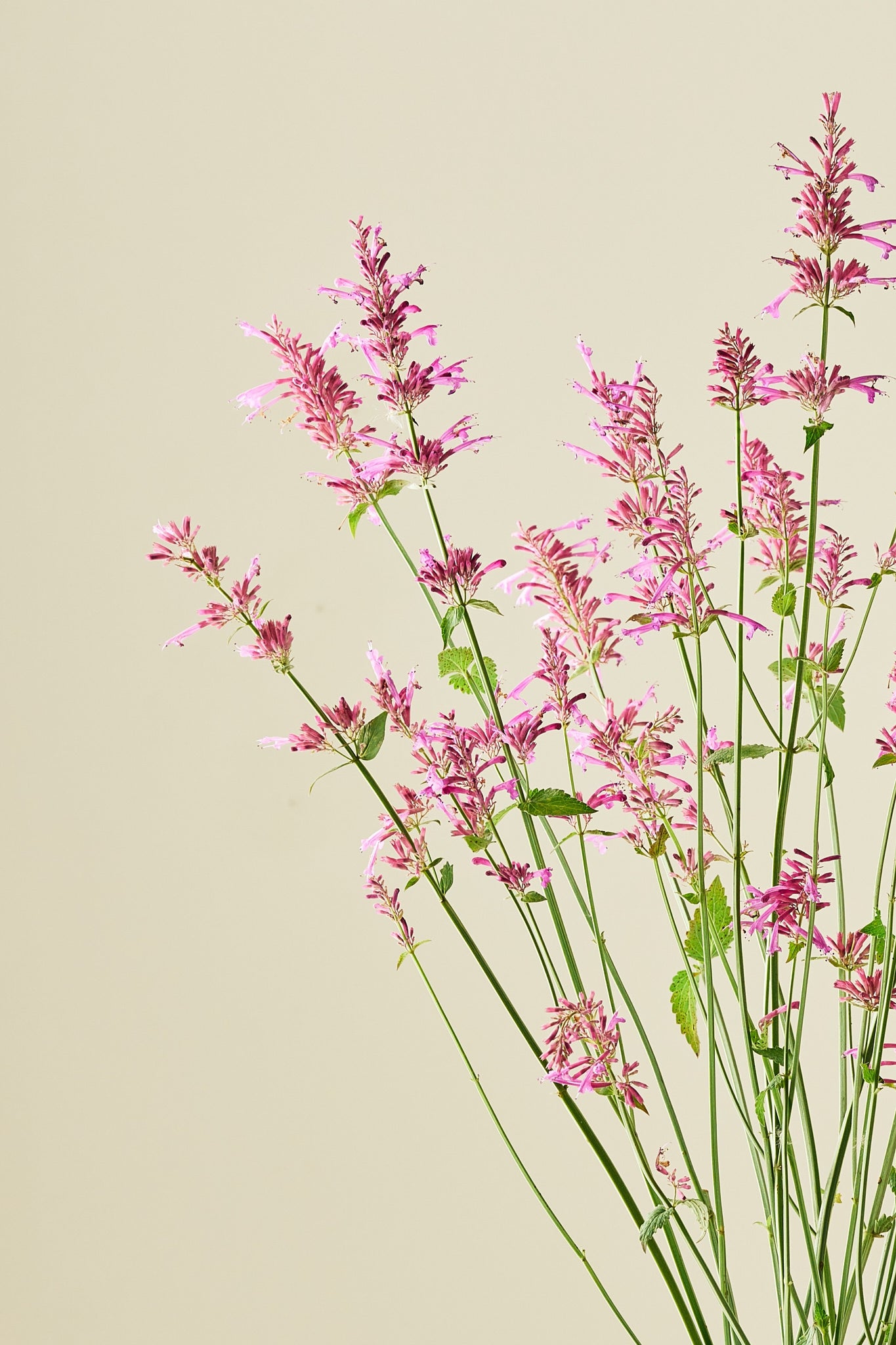Anisisop 'Heather Queen' - frø - Stauder - til din skærehave her vist på billede 4 fra Frk. Grønt
