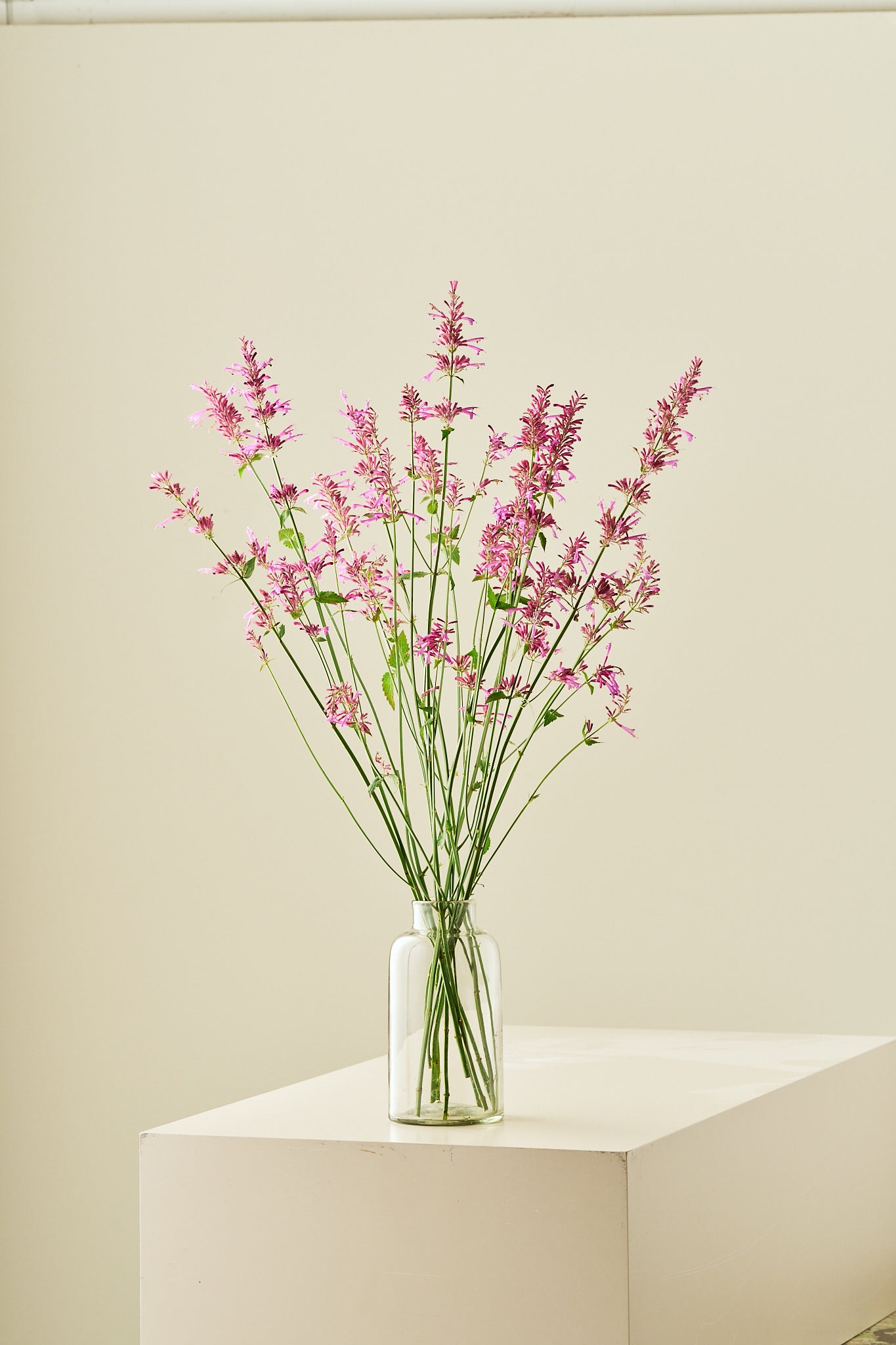 Anisisop 'Heather Queen' - frø - Stauder - til din skærehave her vist på billede 5 fra Frk. Grønt