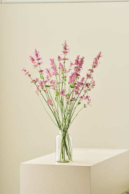 Anisisop 'Heather Queen' - frø - Stauder - til din skærehave her vist på billede 5 fra Frk. Grønt