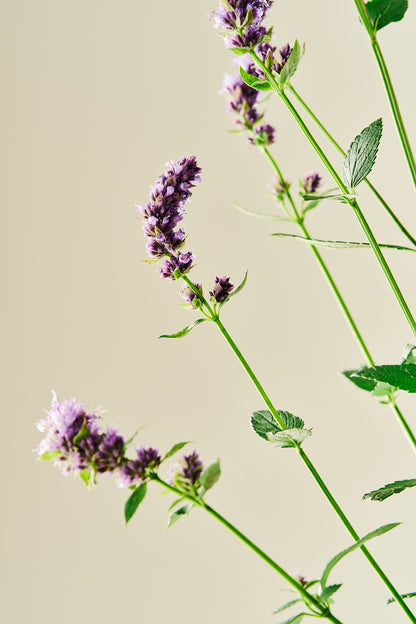 Anisisop 'Korean Mint' - frø - Stauder - til din skærehave her vist på billede 3 fra Frk. Grønt