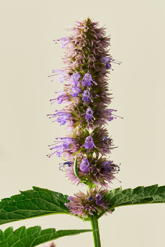 Anisisop 'Liquorice Blue' - frø - Stauder - til din skærehave her vist på billede 1 fra Frk. Grønt