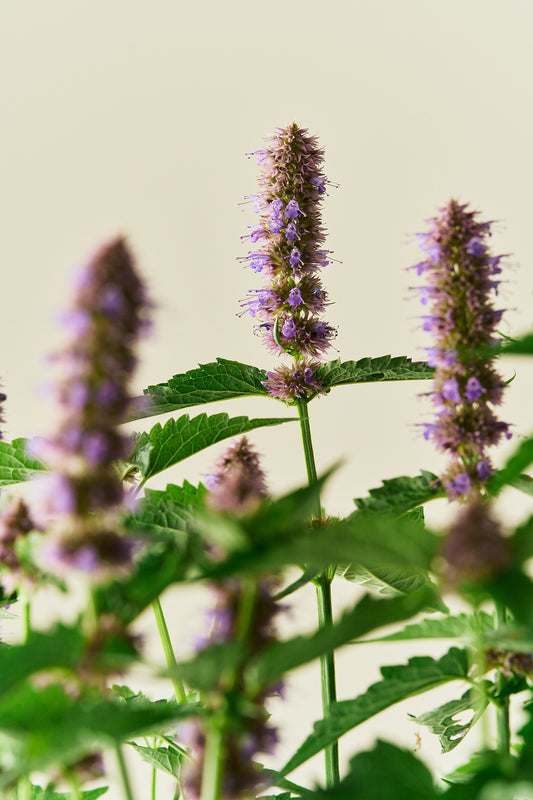 Anisisop 'Liquorice Blue' - frø - Stauder - til din skærehave her vist på billede 2 fra Frk. Grønt